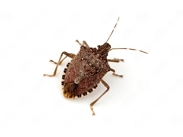 bmsb brown marmorated stink bug